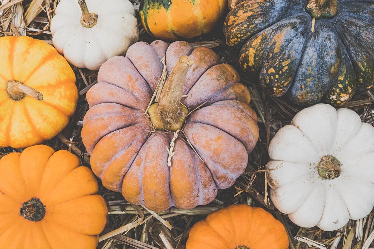 Thanksgiving Foods That Will Benefit Your Skin